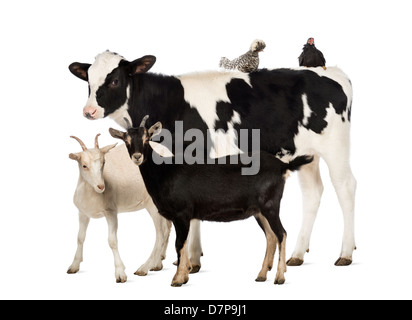 Veal calf, 8 months old, standing with a Polish chicken and hen lying on its back and two goats in front of white background Stock Photo