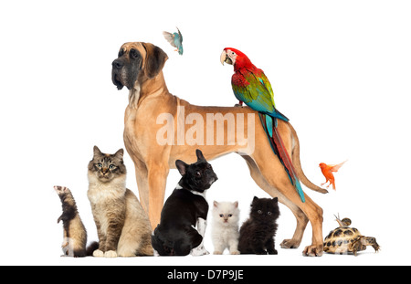 Group of animals including dogs, cats, birds, snail and tortoise against white background Stock Photo