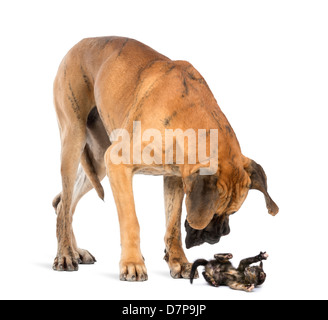 Great Dane looking at a kitten against white background Stock Photo