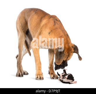 Great Dane looking at Bearded Collie puppy rolling over against white background Stock Photo