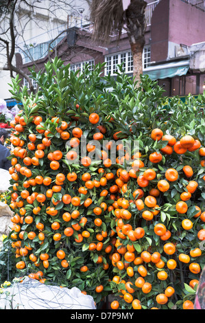 dh Flower Market MONG KOK HONG KONG Chinese New Year minature trees market stall display small Orange tree fruit Stock Photo