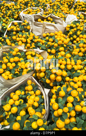 dh Flower Market MONG KOK HONG KONG Chinese New Year market stall display small minature Orange tree fruit trees Stock Photo