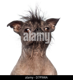 Orders ugly hairless dog breed