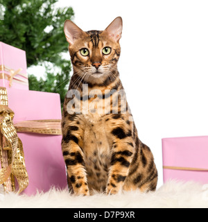 Bengal cat sitting with Christmas gifts in front of white background Stock Photo
