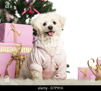Bichon Frisé sitting in front of Christmas decorations against white background Stock Photo