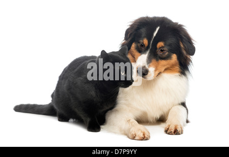 Australian Shepherd lying and looking at a Black Cat in front of white background Stock Photo