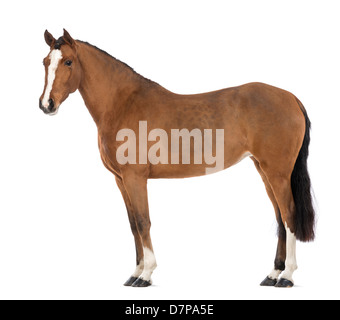 Side view of a Female Andalusian, 3 years old, also known as the Pure Spanish Horse or PRE, against white background Stock Photo