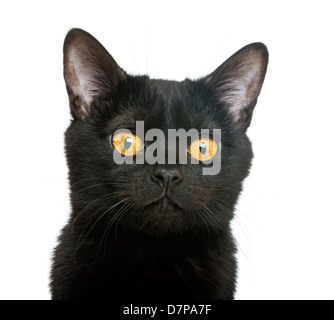 Close-up of a Bombay kitten looking at camera against white background Stock Photo