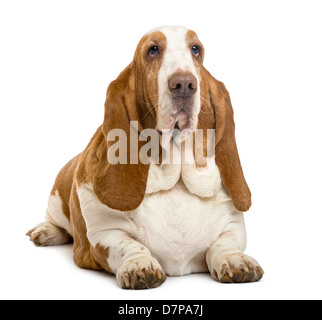 Basset Hound lying in front of white background Stock Photo