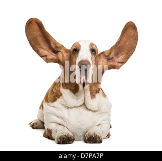 Basset Hound lying with ears up and looking at the camera in front of white background Stock Photo