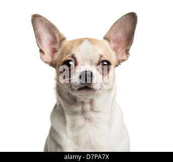 Close-up of Chihuahua, 2 years old, in front of white background Stock Photo