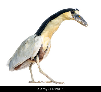 Boat-billed Heron, or Boatbill, Cochlearius cochlearius, in front of a white background Stock Photo