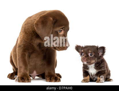 Labrador Retriever Puppy, 2 months old, sitting and looking at a Chihuahua puppy against white background Stock Photo