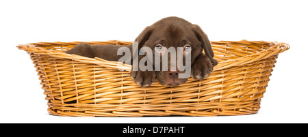 Labrador Retriever Puppy lying down in wicker basket, 2 months old, against white background Stock Photo