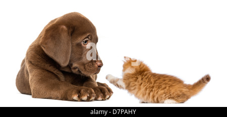 Labrador Retriever Puppy ,2 months old, lying and looking at a playful ginger kitten against white background Stock Photo