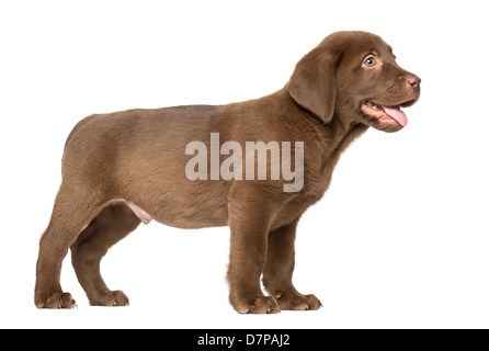 Labrador Retriever Puppy, 2 months old, standing against white background Stock Photo