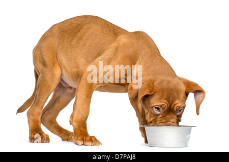 Dogue de Bordeaux Puppy, 4 months old, eating from a metallic dog bowl against white background Stock Photo