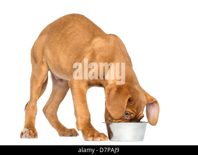 Dogue de Bordeaux Puppy, 4 months old, eating from a metallic dog bowl against white background Stock Photo