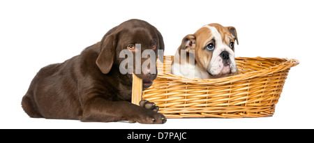 English Bulldog in basket and Labrador Retriever chewing bone against white background Stock Photo