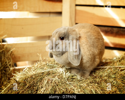 gray lop-earred rabbit on hayloft, close up Stock Photo