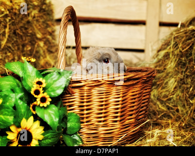 gray lop-earred rabbit in basket on hayloft Stock Photo