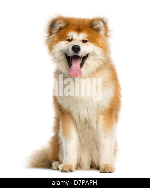 Akita Inu, 1 year old, sitting against white background Stock Photo