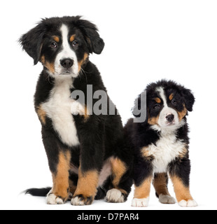 Two Young Bernese Mountain dogs, 3.5 months old and younger puppy, against white background Stock Photo