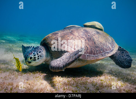 A Green Turtle (Chelonia Mydas) feeds on the sea grass in the sheltered bay at Marsa Abu Dabab in the Southern Egyptian Red Sea Stock Photo