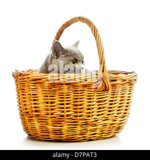 blue british shorthair cat in basket, isolated on white Stock Photo