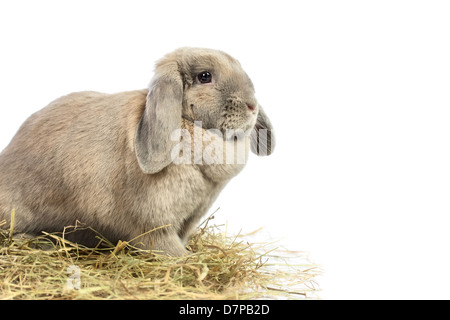 gray lop-earred rabbit, isolated on white background Stock Photo