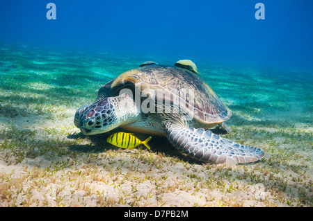 A Green Turtle (Chelonia Mydas) feeds on the sea grass in the sheltered bay at Marsa Abu Dabab in the Southern Egyptian Red Sea Stock Photo