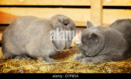 british shorthair cat and lop rabbit on hayloft Stock Photo