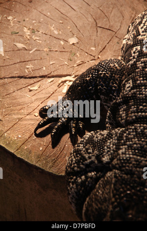 argentinian tegu tropical lizard sitting on wooden log in a terrarium Stock Photo