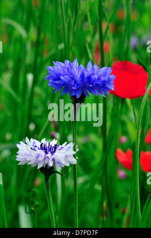 Field of wild mixed flowers ,selected to attract insects. Stock Photo