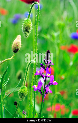 Field of wild mixed flowers ,selected to attract insects. Stock Photo