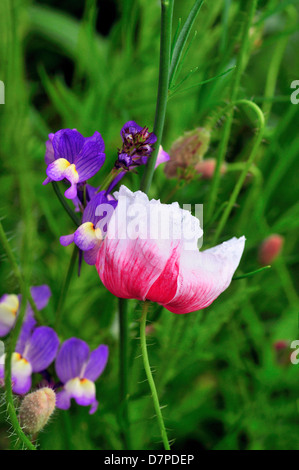 Field of wild mixed flowers ,selected to attract insects. Stock Photo