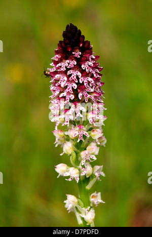 Burnt Orchid (Orchis ustulata), Burnt Orchid - blossom close-up view, Brand-Knabenkraut (Orchis ustulata), Brand-Knabenkraut Stock Photo