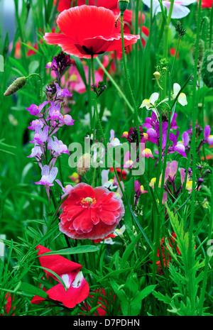 Field of wild mixed flowers ,selected to attract insects. Stock Photo