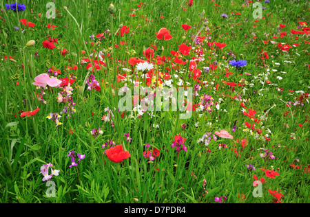 Field of wild mixed flowers ,selected to attract insects. Stock Photo