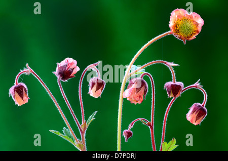 Flowers close-up view, Geum rivale, water avens, Bach-Nelkenwurz - Blueten Nahansicht, Bach-Nelkenwurz (Geum rivale) Stock Photo