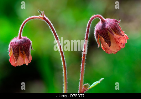 Flowers close-up view, Geum rivale, water avens, Bach-Nelkenwurz - Blueten Nahansicht, Bach-Nelkenwurz (Geum rivale) Stock Photo