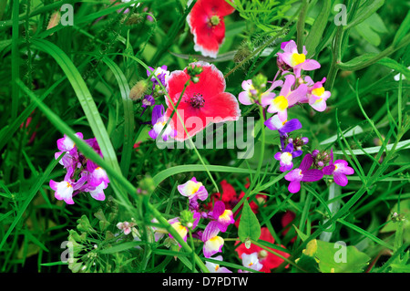 Field of wild mixed flowers ,selected to attract insects. Stock Photo