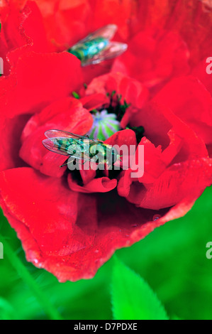 Field of wild mixed flowers ,selected to attract insects. Stock Photo