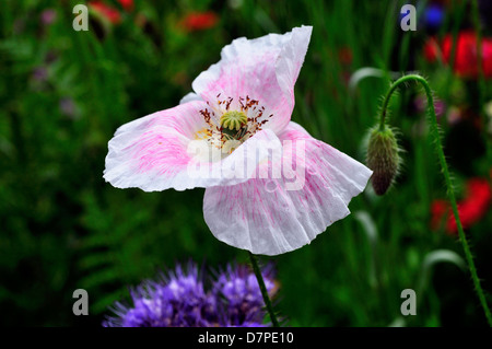 Field of wild mixed flowers ,selected to attract insects. Stock Photo