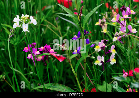 Field of wild mixed flowers ,selected to attract insects. Stock Photo