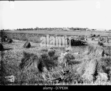 Harvesting Stock Photo