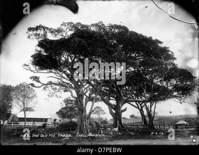 The Old Fig Trees, Shellharbour Stock Photo