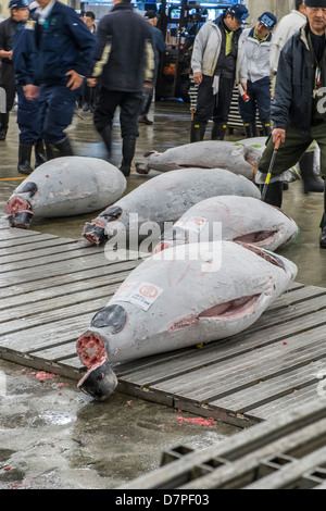 Japanese buyers inspect large frozen tuna fish on floor of warehouse in the Tsukiji fish market, Tokyo, Japan Stock Photo