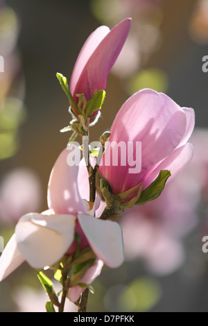 Flowers of a pink magnolia in the spring. Large beautiful buds in a sunlight. Blossoming gardens. Stock Photo