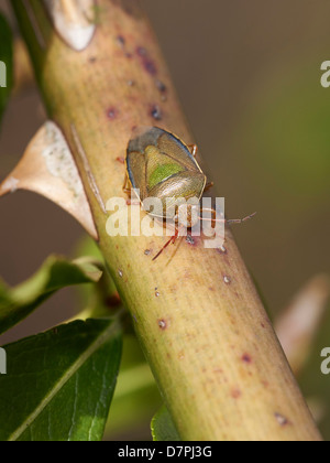 Close up of a Gorse Shield Bug Stock Photo